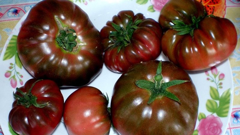Why Farmers Love Tomatoes Orange Elephant