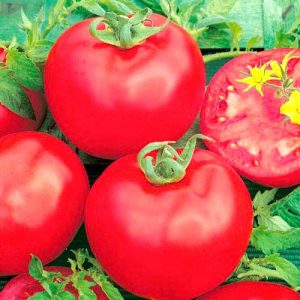 Pink lady f1 sweet hybrid pink tomato: what is good and why it is worth trying to grow it