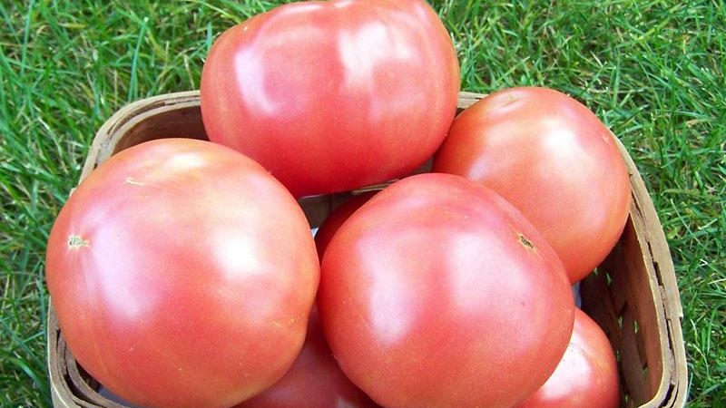 Pink lady f1 sweet hybrid pink tomato: what is good and why it is worth trying to grow it