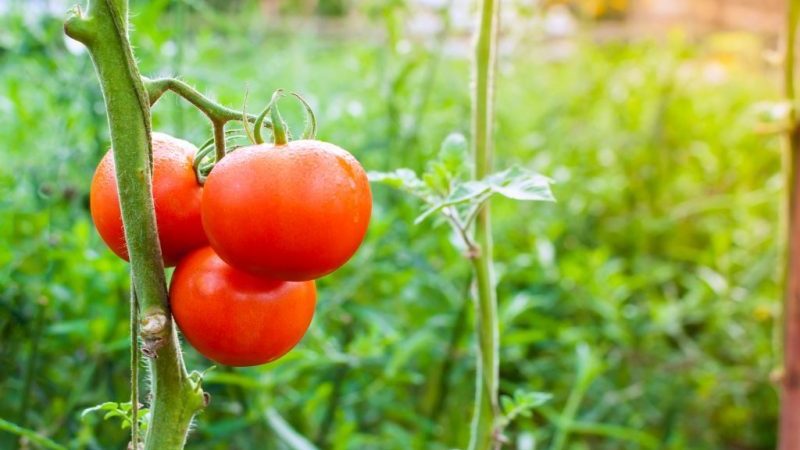 A gift from Dutch breeders - tomato President: a detailed description of the hybrid and the secrets of caring for it