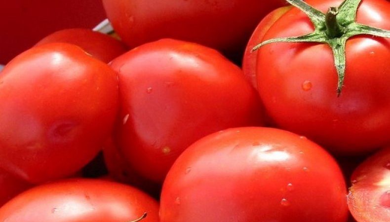 A gift from Dutch breeders - tomato President: a detailed description of the hybrid and the secrets of caring for it