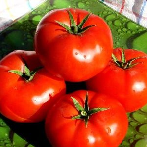 A gift from Dutch breeders - tomato President: a detailed description of the hybrid and the secrets of caring for it