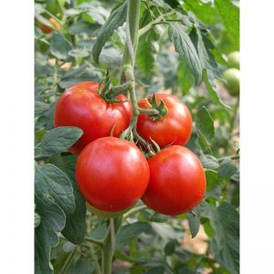 A gift from Dutch breeders - tomato President: a detailed description of the hybrid and the secrets of caring for it