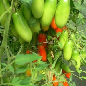 A good choice for a fastidious summer resident - Peter the Great tomato and the secrets of increasing its yield