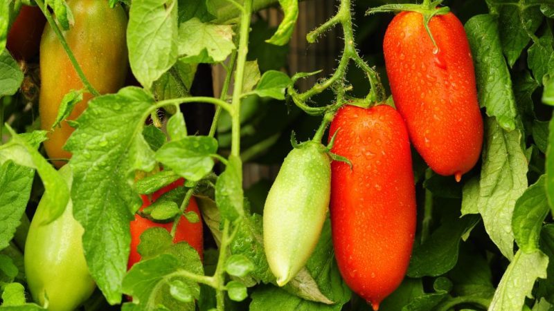 A good choice for a fastidious summer resident - Peter the Great tomato and the secrets of increasing its yield