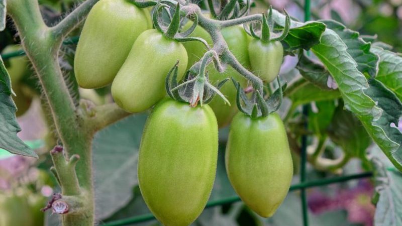 A good choice for a fastidious summer resident - Peter the Great tomato and the secrets of increasing its yield