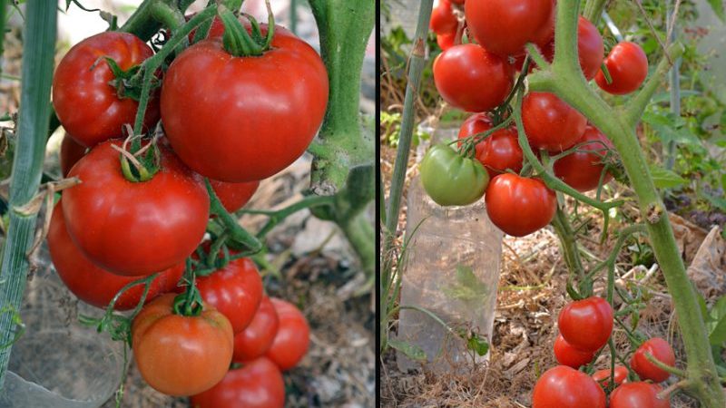 What yields can be expected from the early girl tomato variety