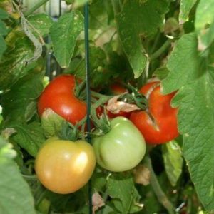 What yields can be expected from the early girl tomato variety