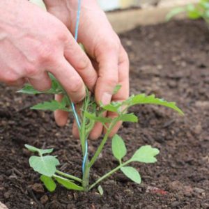 What yields can be expected from the early girl tomato variety