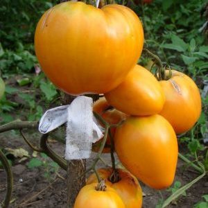Delicious and time-tested tomato Heart of Ashgabat: an overview of the variety and the basics of its cultivation