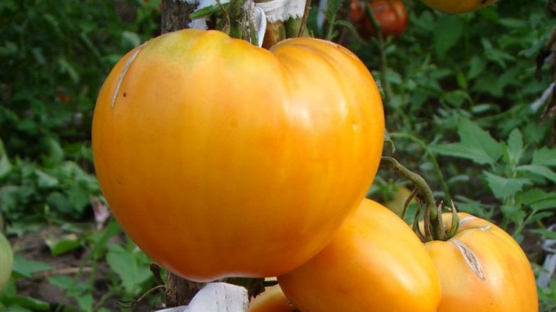 Delicious and time-tested tomato Heart of Ashgabat: an overview of the variety and the basics of its cultivation