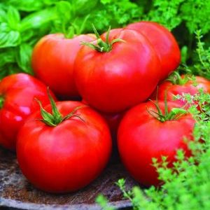 A young variety that has managed to fall in love with gardeners - the Siberian apple tomato