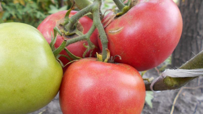 A young variety that has managed to fall in love with gardeners - the Siberian apple tomato