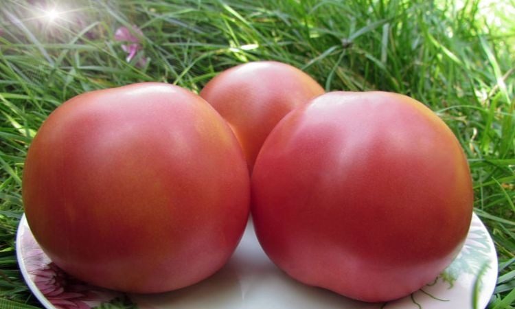 A young variety that has managed to fall in love with gardeners - the Siberian apple tomato