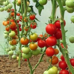 A young variety that has managed to fall in love with gardeners - the Siberian apple tomato