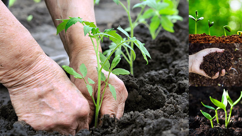 Persistent and not capricious in care, tomato Sibiryak is ideal for growing in regions with a harsh climate
