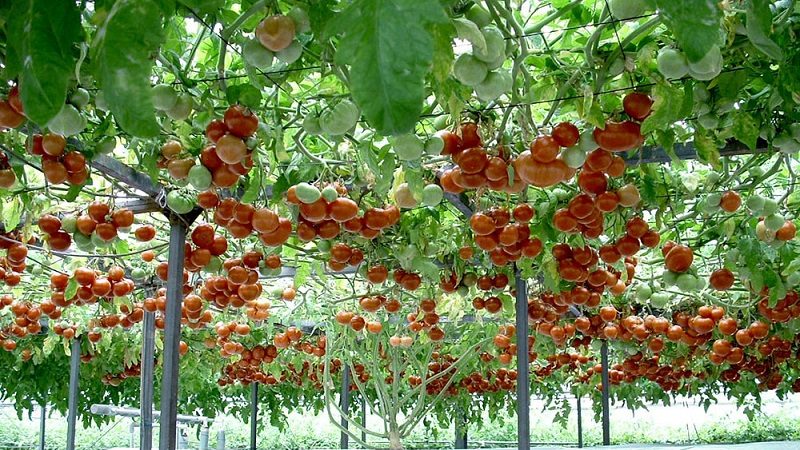 Octopus is a real tomato tree with a giant harvest