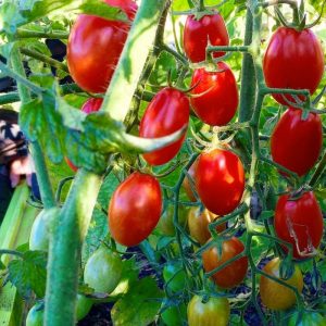 How to care for a tomato Octopus Cream in the open field and in the greenhouse