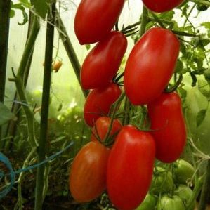 How to care for a tomato Octopus Cream in the open field and in the greenhouse