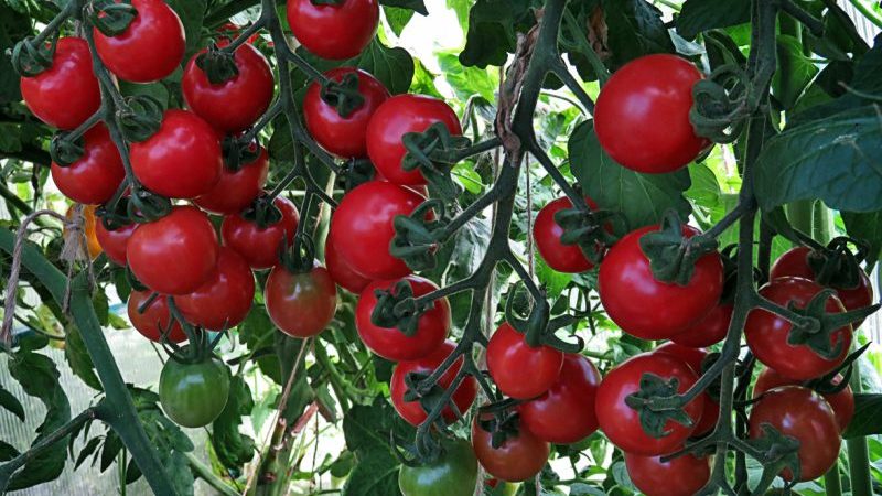 How to care for a tomato Octopus Cream in the open field and in the greenhouse