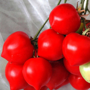 The hybrid that summer residents advise is the Tarasenko 2 tomato and its positive qualities