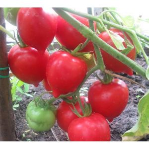 The hybrid that summer residents advise is the Tarasenko 2 tomato and its positive qualities