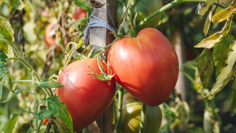 We learn from experienced summer residents how to pinch tomatoes correctly: an analysis of the nuances and a step-by-step description of the process