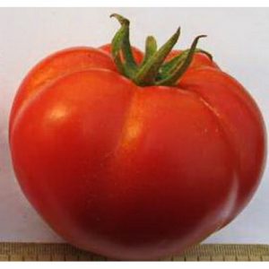 A guest of honor at your suburban area is a tomato Important person and its advantages over other varieties