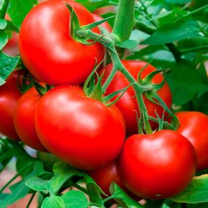 How to grow a Volgograd early ripening tomato 323 and how it will delight a vegetable grower