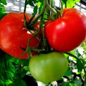 How to grow a Volgograd early ripening tomato 323 and how it will delight a vegetable grower