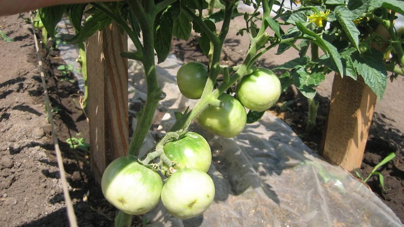 Tomato Care Tips Flash: What Can Affect Yields