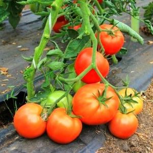 Tomato Care Tips Flash: What Can Affect Yields