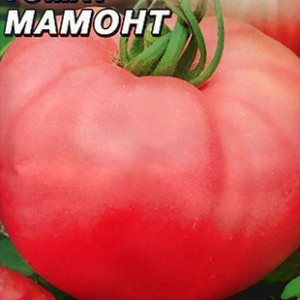 Advantages and disadvantages of Mammoth tomato