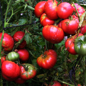 Advantages and disadvantages of Mammoth tomato