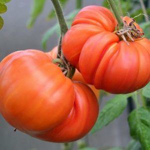 Advantages and disadvantages of Mammoth tomato