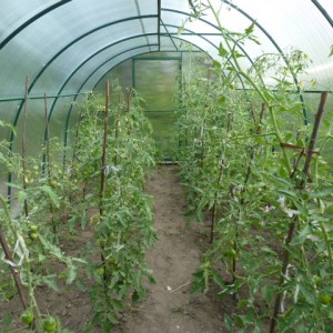 Top 6 best ways to tie tomatoes in a greenhouse: step-by-step instructions and advice from experienced gardeners