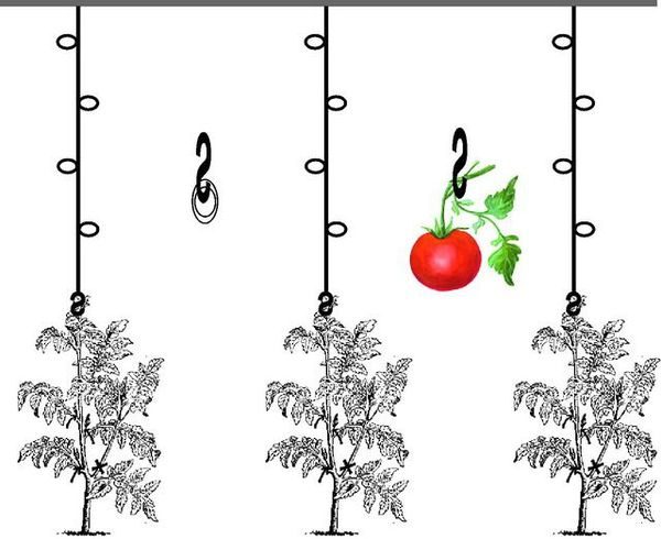 Top 6 best ways to tie tomatoes in a greenhouse: step-by-step instructions and advice from experienced gardeners