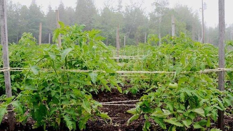 Top 6 best ways to tie tomatoes in a greenhouse: step-by-step instructions and advice from experienced gardeners