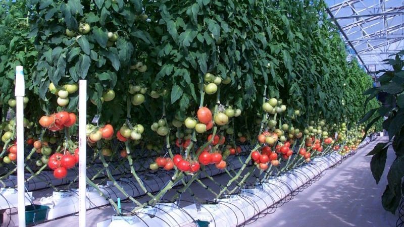 Top 6 best ways to tie tomatoes in a greenhouse: step-by-step instructions and advice from experienced gardeners