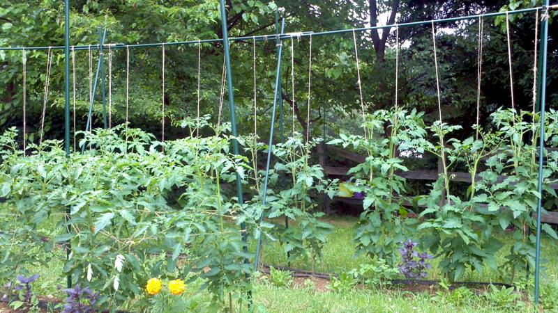 Top 6 best ways to tie tomatoes in a greenhouse: step-by-step instructions and advice from experienced gardeners