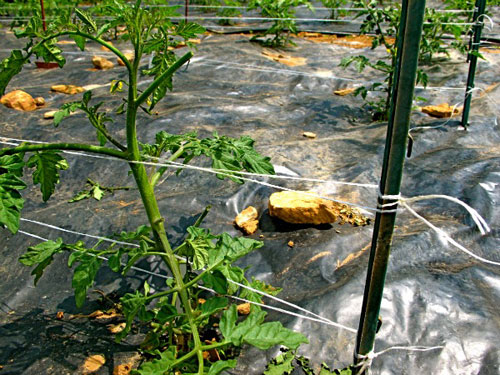 Top 6 best ways to tie tomatoes in a greenhouse: step-by-step instructions and advice from experienced gardeners