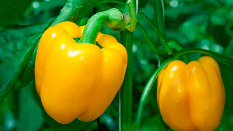 Top best early sweet peppers for open field and greenhouses