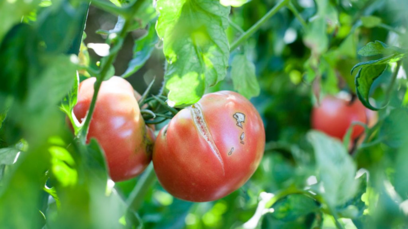 Why tomatoes crack when ripe in a greenhouse: identify the cause and effectively fight it