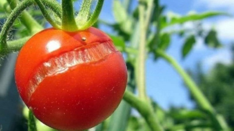 Why tomatoes crack when ripe in a greenhouse: identify the cause and effectively fight it