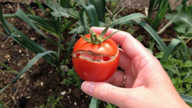 Why tomatoes crack when ripe in a greenhouse: identify the cause and effectively fight it