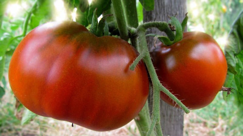 Why tomatoes crack when ripe in a greenhouse: identify the cause and effectively fight it