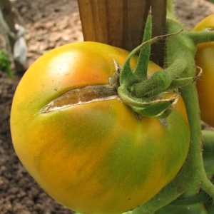 Why tomatoes crack when ripe in a greenhouse: identify the cause and effectively fight it
