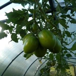 Why tomatoes crack when ripe in a greenhouse: identify the cause and effectively fight it