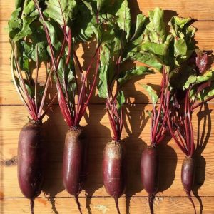 Cylindra beet variety loved by farmers for its ease of care and taste