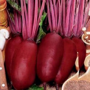 Cylindra beet variety loved by farmers for its ease of care and taste
